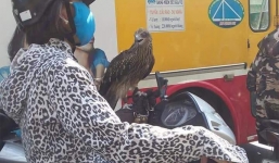 Xuất hiện 'thần điêu đại tỉ” mang chim cắt đi Lead phóng hiên ngang giữa phố